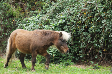 Little brown horse, Shetland pony, is walking on green grass, green tree background