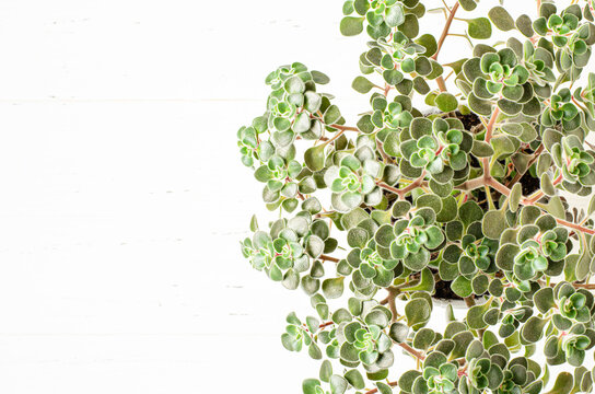 Aichryson domesticum. The houseplant is a succulent. Copy space