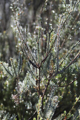 Branches of a coniferous tree covered with frost, dew, drops of water and hoarfrost