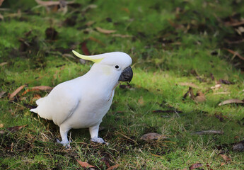 White Galah parrot with yellow tuft sits on green grass