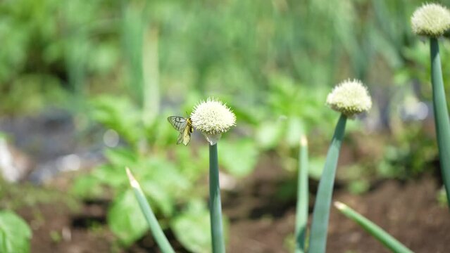 ネギ坊主に止まる蝶々