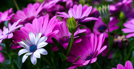 Primavera mediterranea 