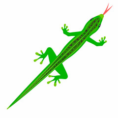 Lizard. Animal reptile, vector illustration