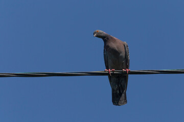 pigeon sitting on wire and watching with inclined head
