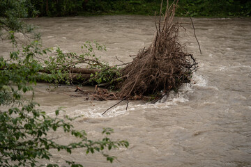 Dirty flood water flowing rapidly in river, taking some small trees with roots