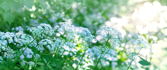White flowers of cow parsley (Anthriscus sylvestris) blooming on meadow, abstract blurred sunny...
