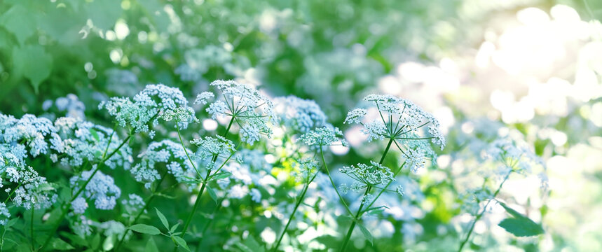 White flowers of cow parsley (Anthriscus sylvestris) blooming on meadow, abstract blurred sunny natural background. Spring summer gentle dreaming landscape. artistic pastel color nature image. banner