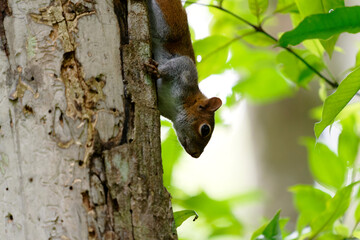 mexikanische Grauhörnchen, oder Rotbaucheichhörnchen - Sciurus aureogaster