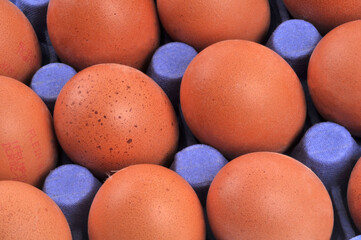 Oeufs de poule dans leur emballage en gros plan