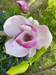 pink magnolia flower