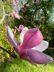 Magnolia flower blooming in the garden