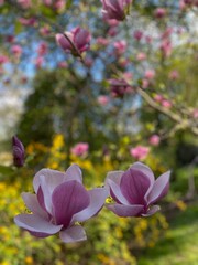 Magnolia flowers blooming in garden
