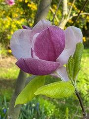 pink magnolia tree blooming in garden