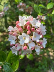 blooming fruit tree in spring