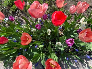 colorful tulips in garden