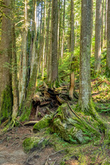 Deep green forest on bright summer day