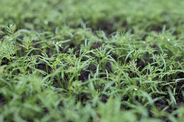 Young dill in the garden during growth in the rain. Green juicy and tender dill in macro. Selective focus.