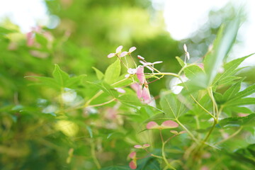 植物
