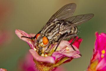 Die Fliege