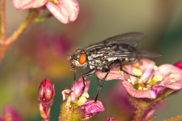 Die Fliege