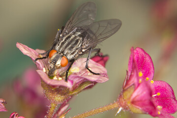 Die Fliege