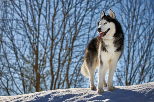 Husky dog standing on the snow in the morning winter forest. Front view portrait. Copy space.