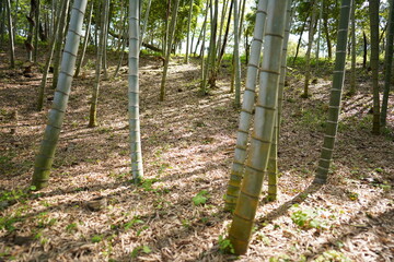 Fototapeta premium 竹林