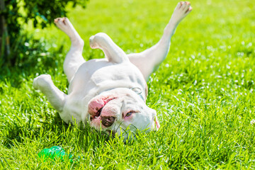 American Bully dog male with toy outside