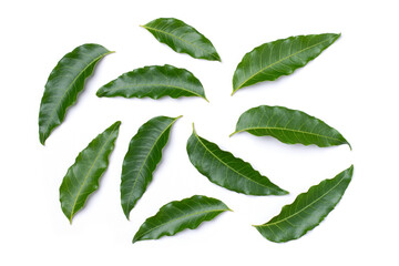 Neem leaves (Azadirachta indica) isolated on white background. top view. Flat lay.