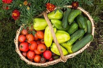 Organic vegetables in basket close up, top view. Freshly harvested tomato, pepper and cucumber in garden with flowers