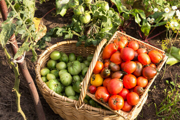 Tomatoes fresh harvest in basket in garden in sunlight. Organic colorful green red orange tomato, vegetables	
