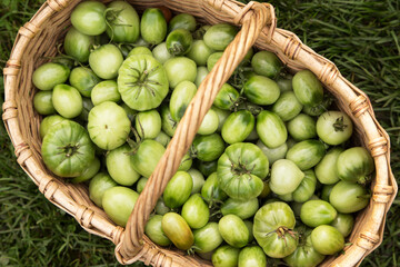 Green tomatoes harvest in basket in garden, top view. Organic green tomato close up