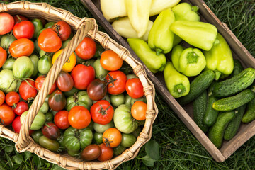 Organic vegetables, harvest on grass in garden, top view. Freshly harvested colorful tomato, pepper...