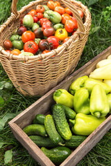Organic vegetables, harvest on grass in garden. Freshly harvested colorful tomato, pepper and cucumber in basket and wooden box in sunlight	