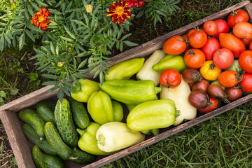 Organic vegetables in wooden box close up in sunlight, top view. Freshly harvested tomato, pepper and cucumber in garden with flowers