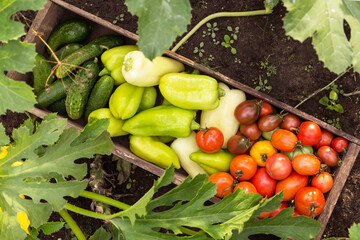Fresh raw vegetables in wooden box close up in sunlight, top view. Freshly harvested tomato, pepper and cucumber on garden bed