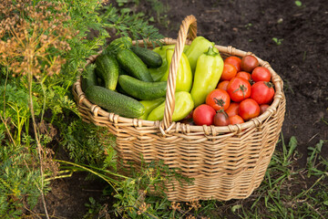 Organic vegetables in basket close up. Freshly harvested tomato, pepper and cucumber in garden in sunlight