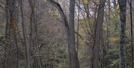 Obraz premium 春の森林風景（北海道・野幌森林公園） / Spring forest scenery (Hokkaido,Nopporo Forest Park)