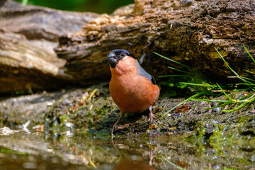 Goudvink - Bullfinch
