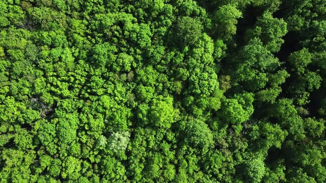Vue a&eacute;rienne de champs et de for&ecirc;t