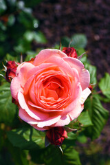 euroflora, parks of Nervi, rose in the botanical garden genoa italy