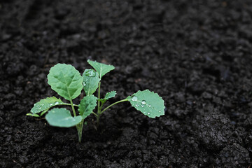 ayoung cale sprout grows on a bed. little kale vegetable in the garden bed. green kale leaves while watering