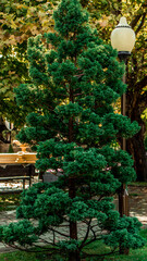 Tall, green fir, next to which a lamppost flaunts.