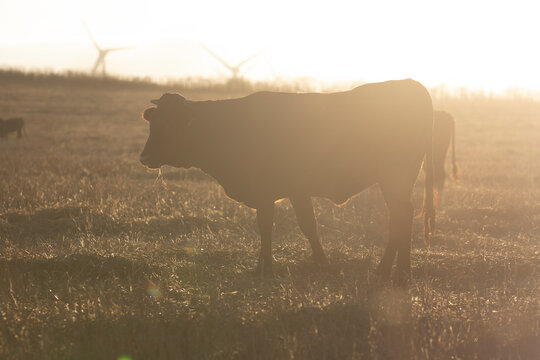 Retinta cows forage in the dry, harvested grain fields in the early morning light, Andalusia, Spain