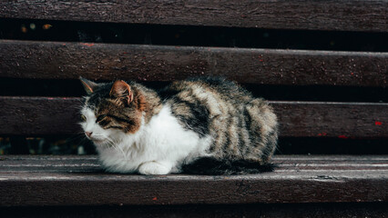 An adult cat basks lying on a bench.