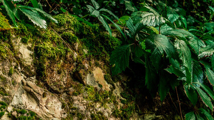 Wet foliage and moss on the rocks look beautiful.