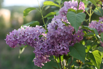 Branch of lilac flowers with the leaves, floral background
