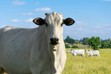profile of nelore cattle in pasture - obrazy, fototapety, plakaty