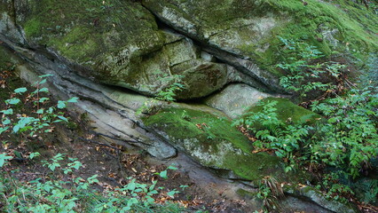 Stones and small grass grow next to these giants.