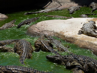 Nile crocodiles swimming and feeding in the water and living on an island - photo